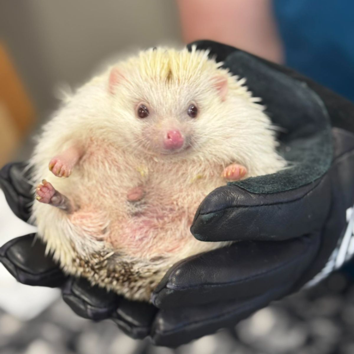 Hedgehog